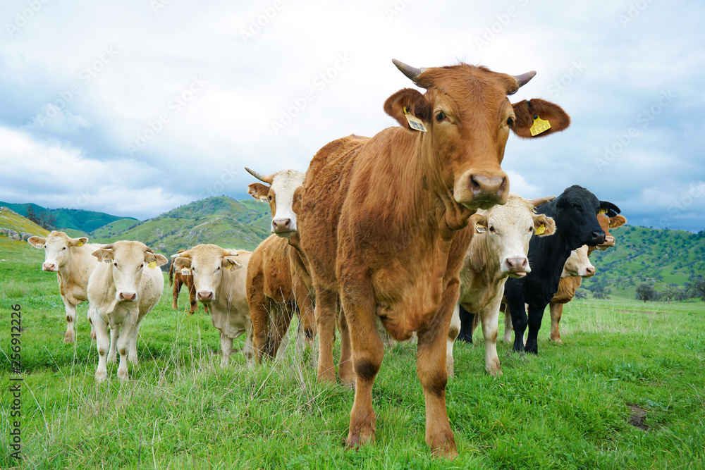 multi colored red brown black white beef cattle graze on green pasture. Herd of cows in green field. 