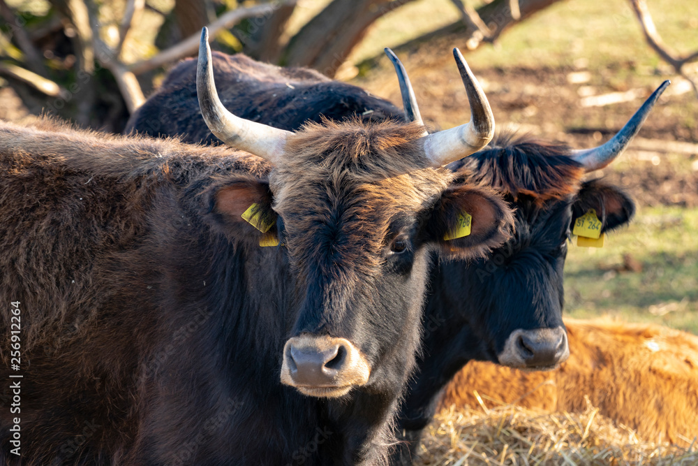 Tiere auf einem Bio Bauernhof natürliche Haltung Tiere auf einem Bio Bauernhof natürliche Haltung