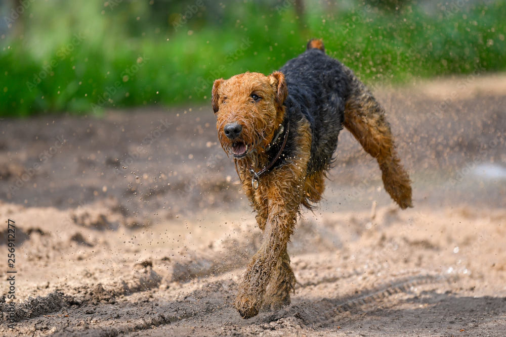 Airedale Terrier dog (1.3 year old) enjoys a walk in nature Airedale Terrier dog (1.3 year old) enjoys a walk in nature