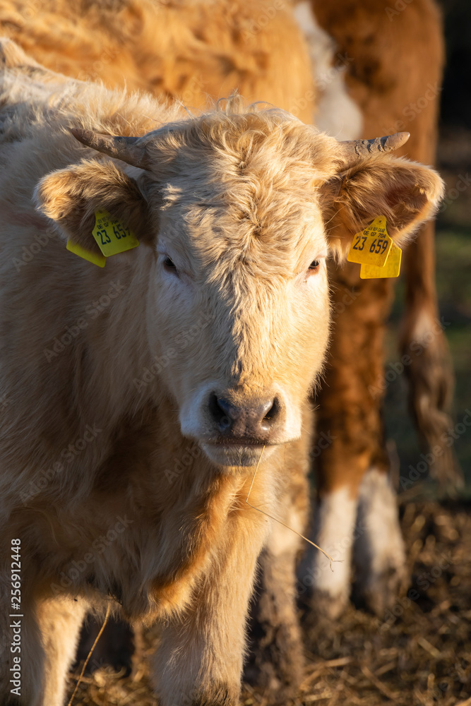 Nahaufnahme einer jungen Kuh auf Bio Hof Landwirtschaft Nahaufnahme einer jungen Kuh auf Bio Hof Landwirtschaft
