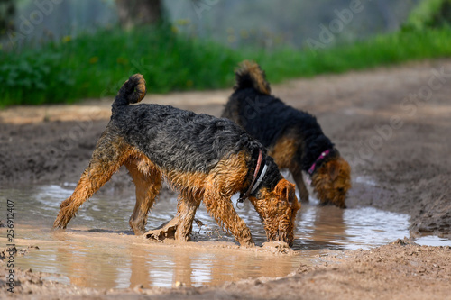 Two young Airedale Terrier dogs, smeared in the mud are playing in nature, jumping in a rain puddle © PROMA