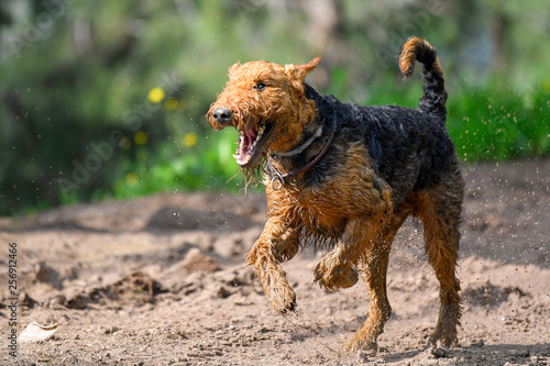 Airedale Terrier dog (1.3 year old) enjoys a walk in nature