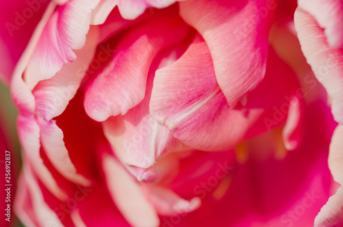 Red and white bicolour tulip Wirosa photo