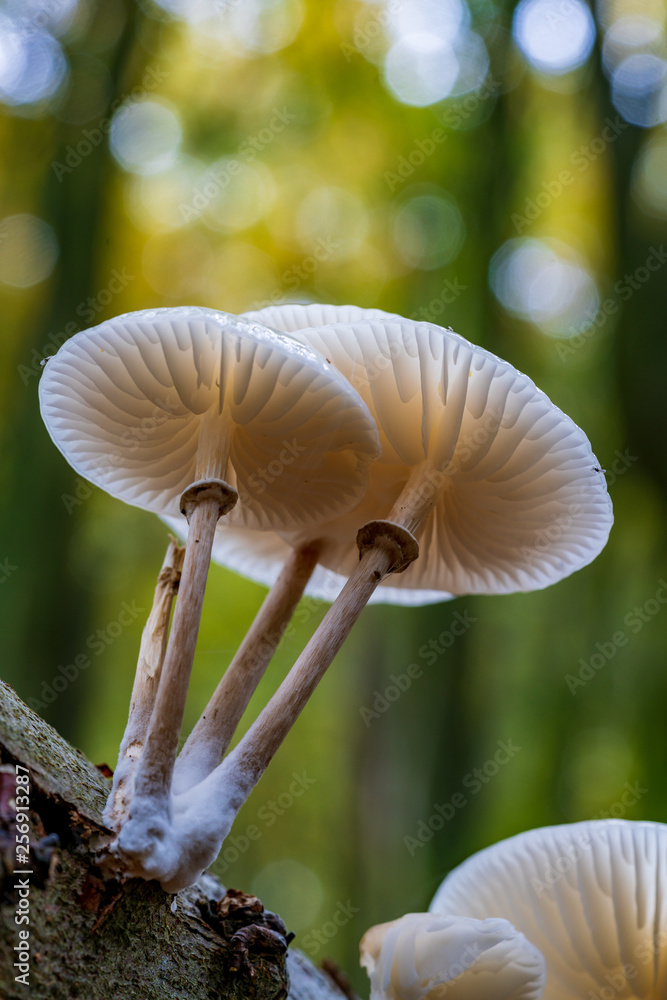 Mushrooms Mushrooms