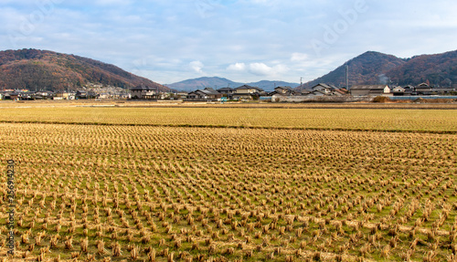 Autumn rice fields on the Kibi Plain Japan
