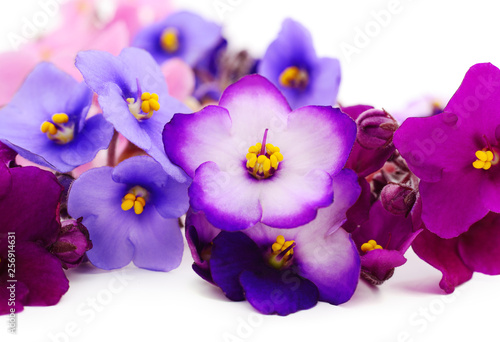 Violets beautiful flowers  background.