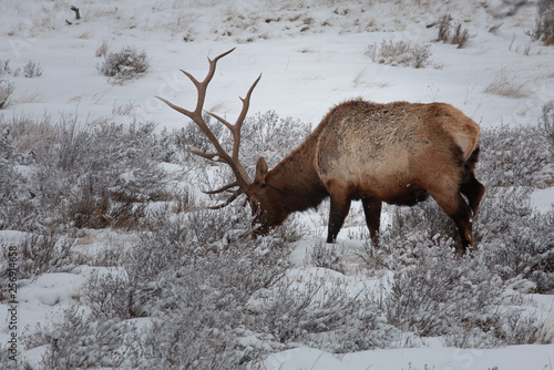 An Elk looks for food under the snow on a winters day