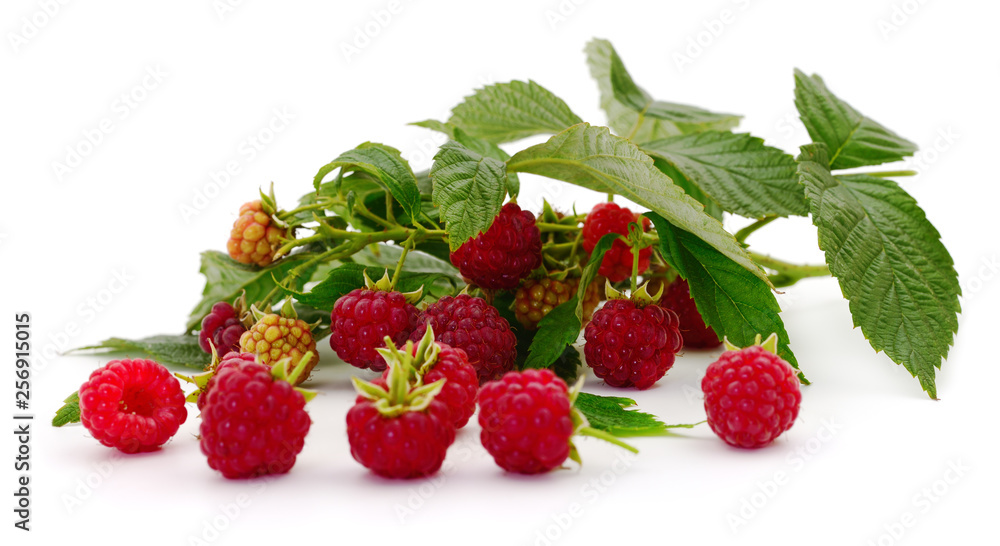 Ripe red raspberries isolated. Ripe red raspberries isolated.