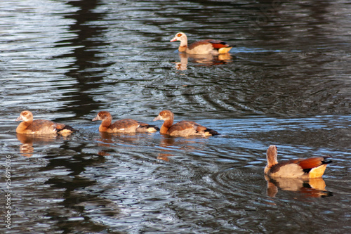 Nilgansfamilie mit drei Küken macht in der Frühlingssonne einen Ausflug schwimmend auf einem See