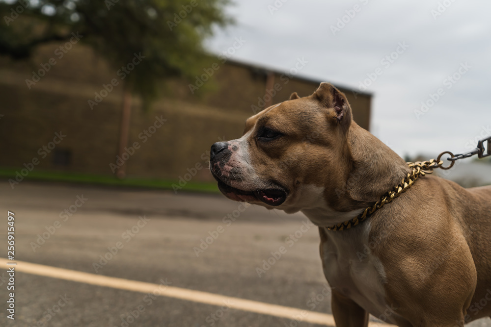 American Bully dog alert and happy