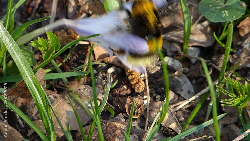 bumblebee takes nectar from a flower bumblebee takes nectar from a flower