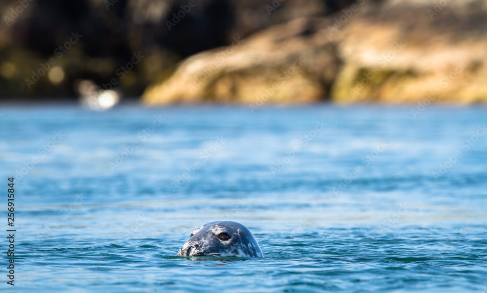 Fototapeta premium Grey seal (Halichoerus grypus) poking its head out of the water as it swims at Port Wemyss, Islay, Scotland.