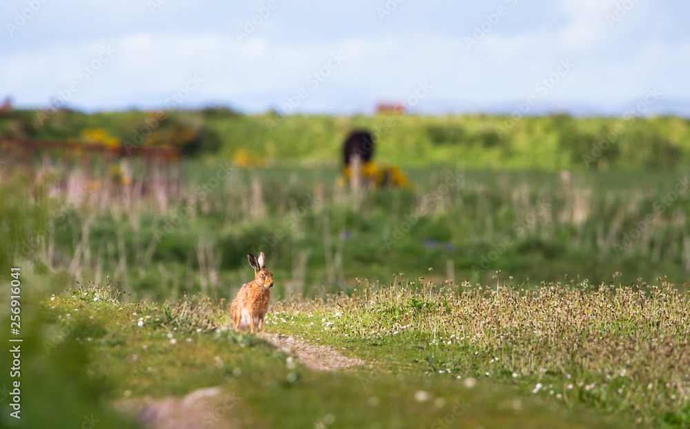 A European hare (Lepus europaeus) sits in a grassy field on a sunny day at the Loch Gruinart Nature Reserve on the island of Islay, Scotland. A European hare (Lepus europaeus) sits in a grassy field on a sunny day at the Loch Gruinart Nature Reserve on the island of Islay, Scotland.