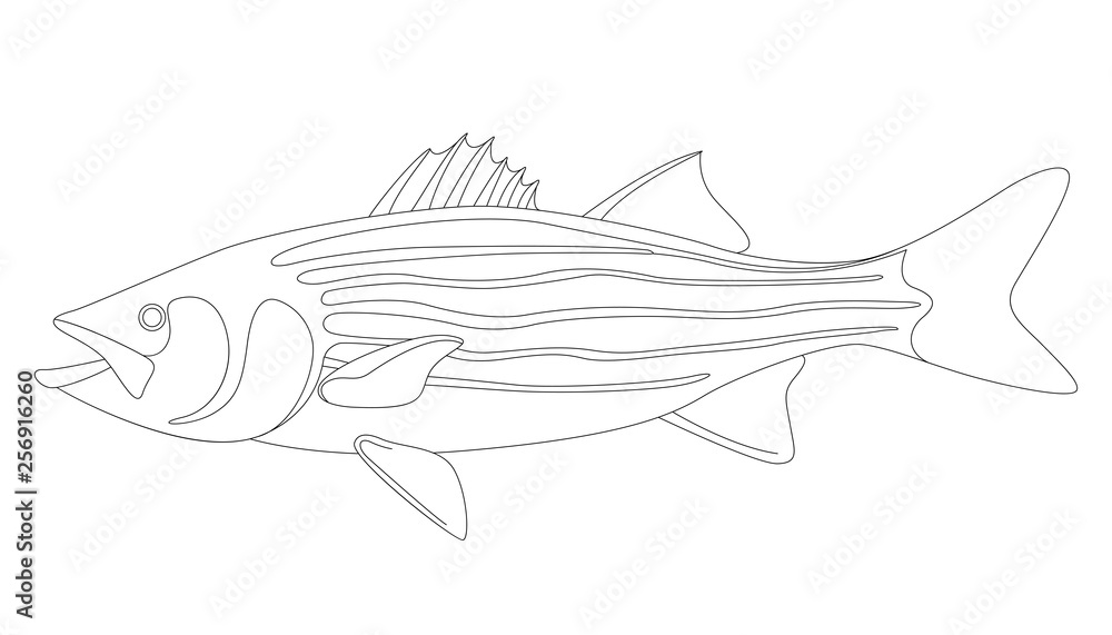 striped bass, vector illustration ,lining draw striped bass, vector illustration ,lining draw