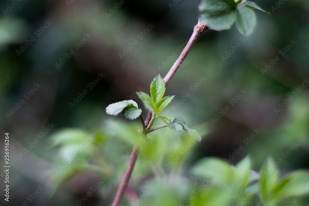 Springtime new leaf growth on tree with shallow depth of field Springtime new leaf growth on tree with shallow depth of field