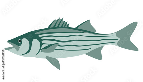 striped bass, vector illustration ,flat style