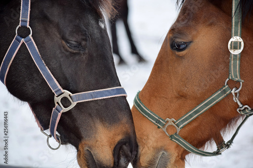 Horse Couple Beauty Closeup
