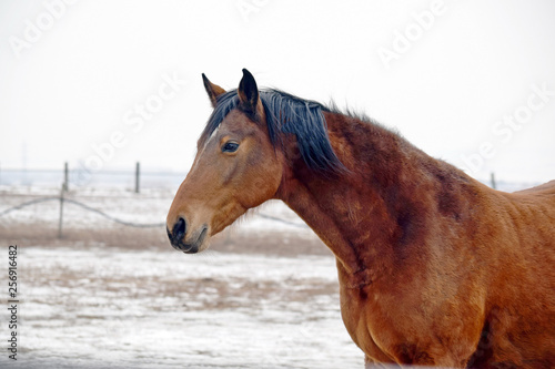 Brown Horse Head Beauty Closeup 