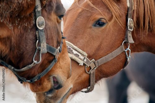 Horse Couple Beauty Closeup