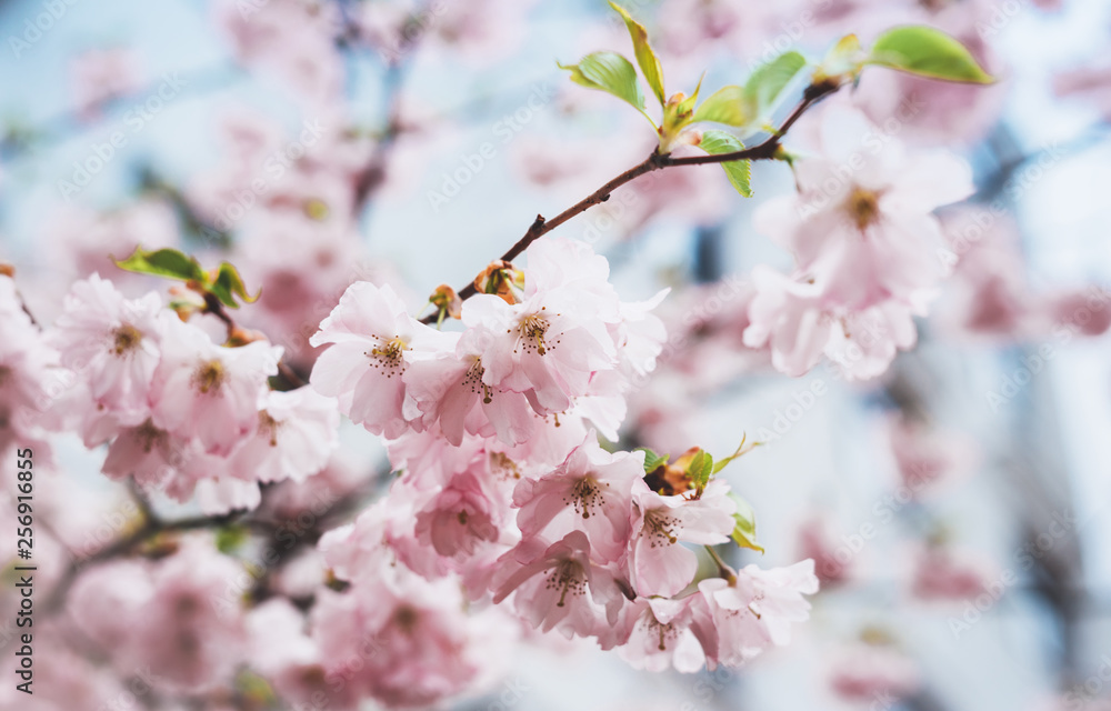 pink blossom tree on background sun flare in green spring garden, beautiful romantic flowers in nature for card clean space for text, blooming bud flora outdoor springtime concept pink blossom tree on background sun flare in green spring garden, beautiful romantic flowers in nature for card clean space for text, blooming bud flora outdoor springtime concept