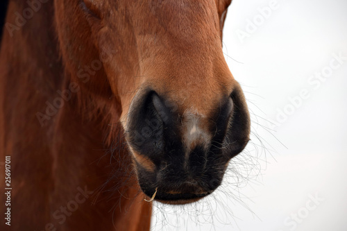 Horse Nose Closeup Portrait