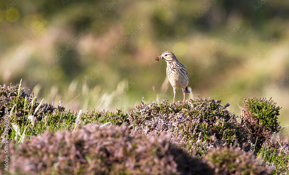 An adult meadow pipit (Anthus pratensis) holds an orange bug in its mouth while perched on dense shrubs in the Oa Nature Reserve on the island of islay, Scotland. An adult meadow pipit (Anthus pratensis) holds an orange bug in its mouth while perched on dense shrubs in the Oa Nature Reserve on the island of islay, Scotland.