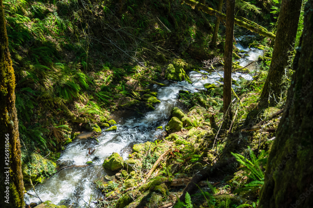 Soda Creek flows through Cascadia State Park near Sweet Home, Oregon