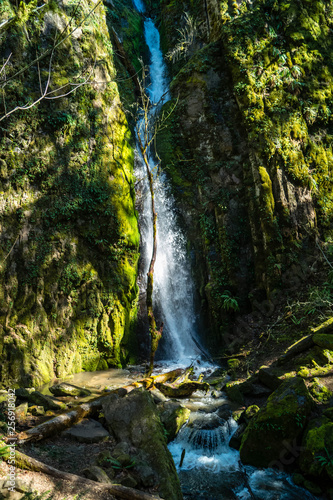 Fototapeta Naklejka Na Ścianę i Meble -  Lower Soda Creek Falls in Cascadia State Park near Sweet Home, Oregon