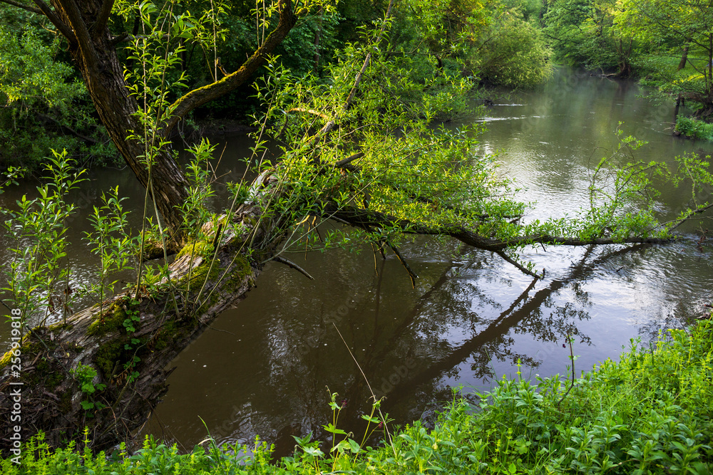 fallen tree in forest river fallen tree in forest river