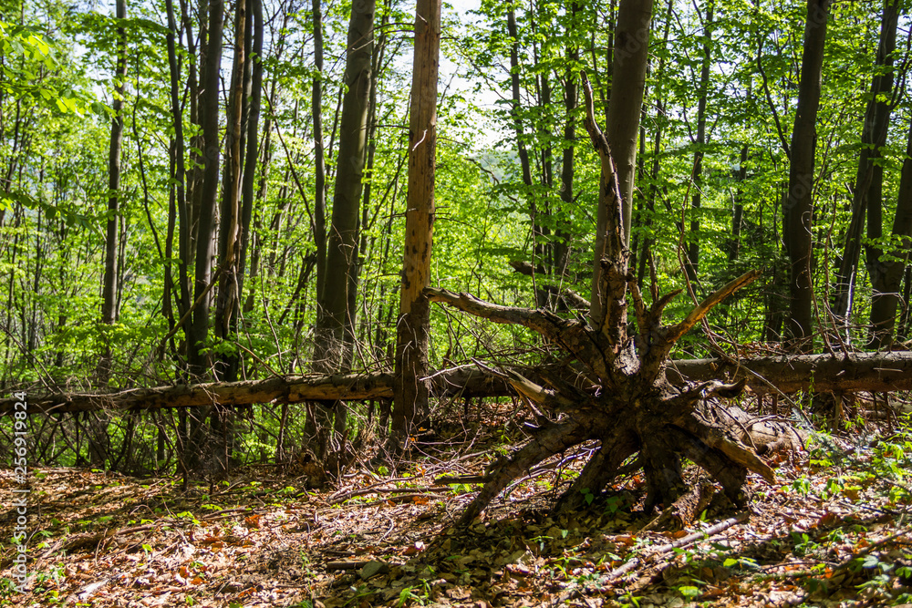 Naklejka premium a root of fallen tree