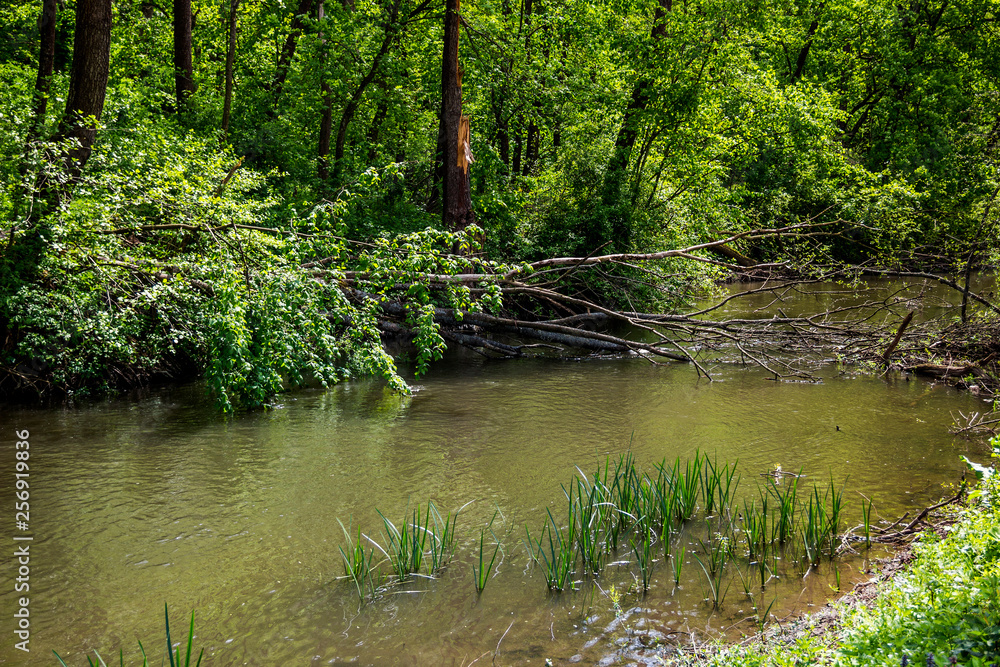 fallen tree in forest river fallen tree in forest river