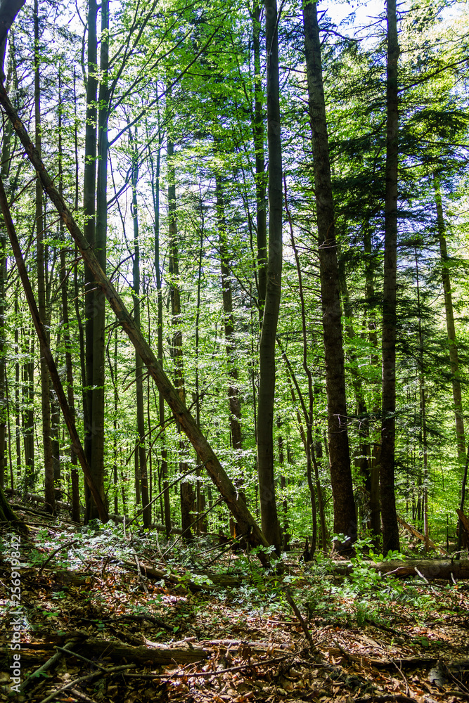 Obraz premium a deep forest