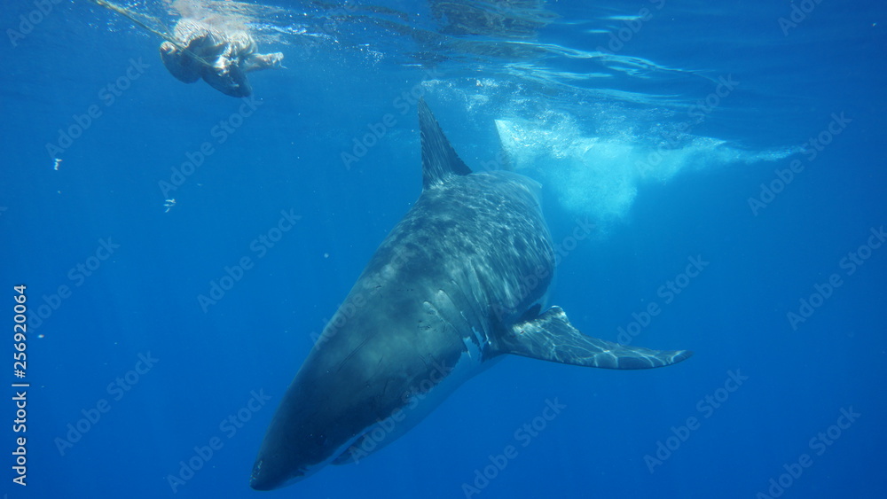 Naklejka premium Cage diving avec les grands requins blanc australiens