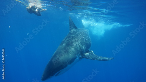 Cage diving avec les grands requins blanc australiens