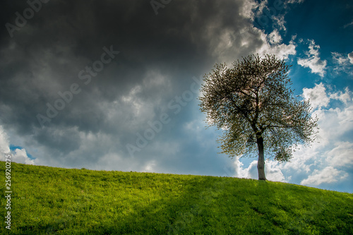 blooming tree in spring