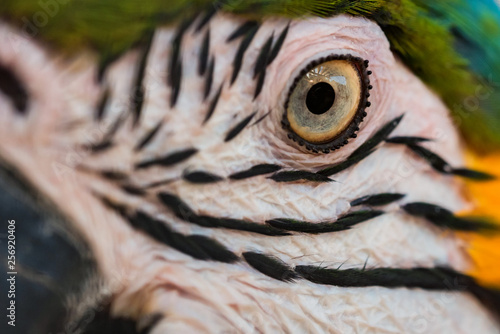 Eye of Blue-and-yellow macaw or Ara ararauna close up
