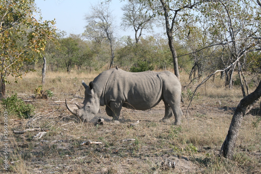 Fototapeta premium African safari trip