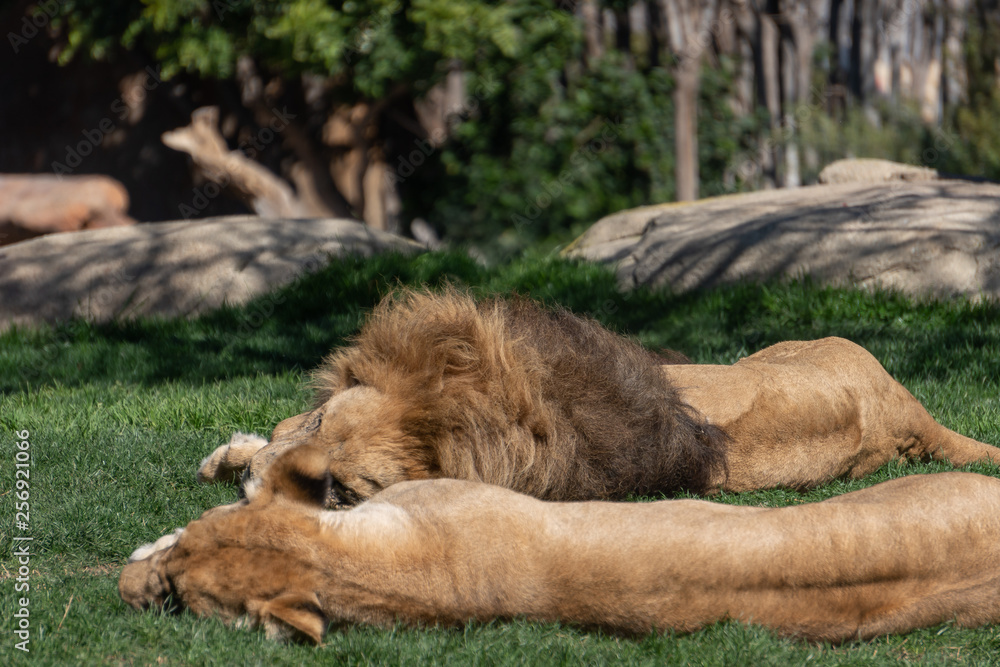 VALENCIA, SPAIN - FEBRUARY 26 : VALENCIA, SPAIN - FEBRUARY 26 : African Lions sleeping at the Bioparc in Valencia Spain on February 26, 2019 VALENCIA, SPAIN - FEBRUARY 26 : VALENCIA, SPAIN - FEBRUARY 26 : African Lions sleeping at the Bioparc in Valencia Spain on February 26, 2019