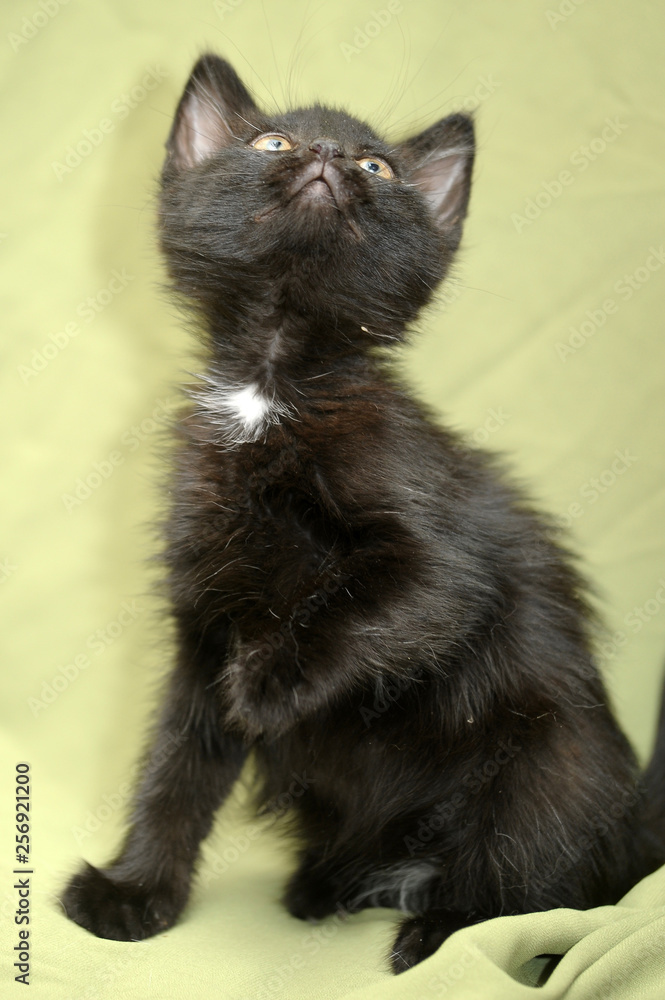 cute little gray with white kitten with big eyes cute little gray with white kitten with big eyes