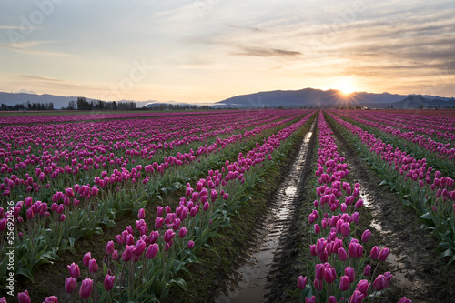 rows of tulips in fields in skagit valley, washington state