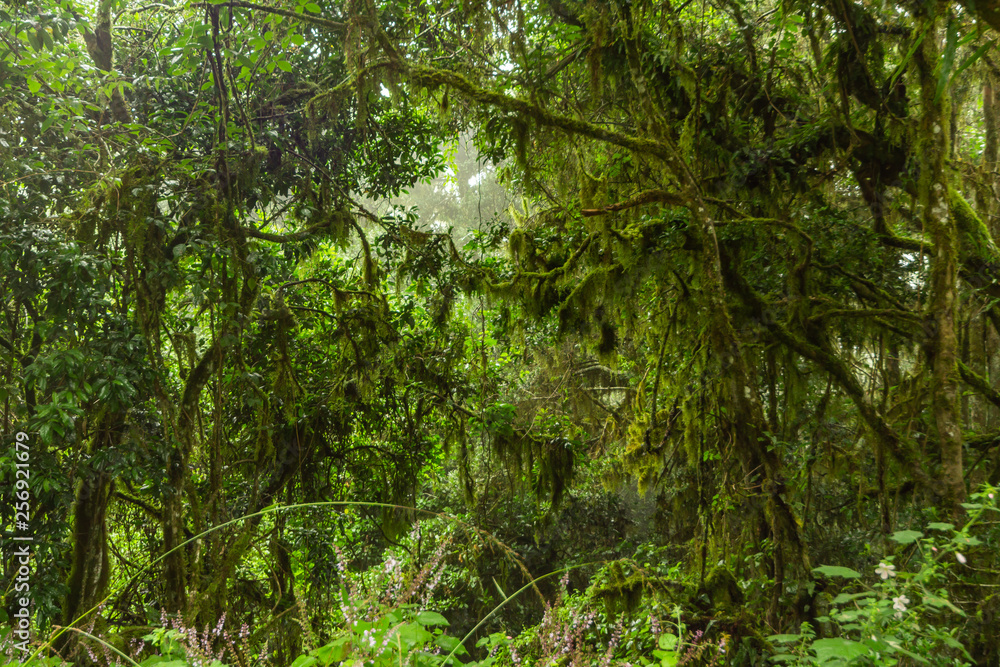Obraz premium trees in forest with old mans beard