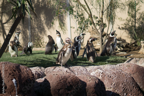penguins standing around