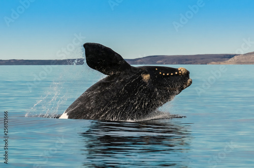 Whale jumping in Peninsula Valdes,Puerto Madryn,  Patagonia, Argentina