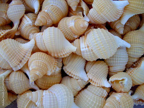 little seashells