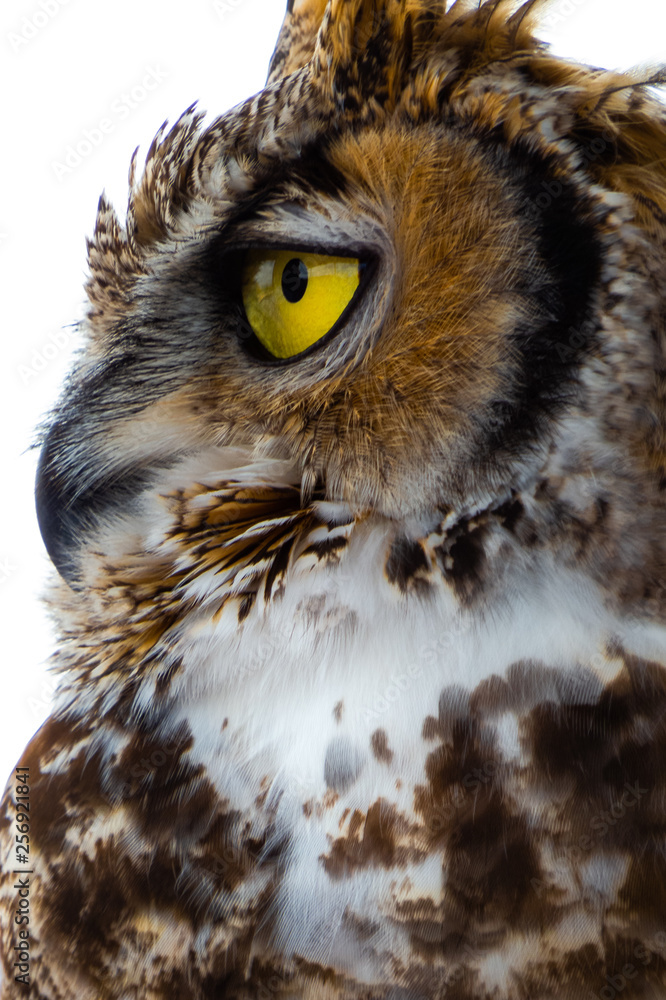 great horned owl face side view