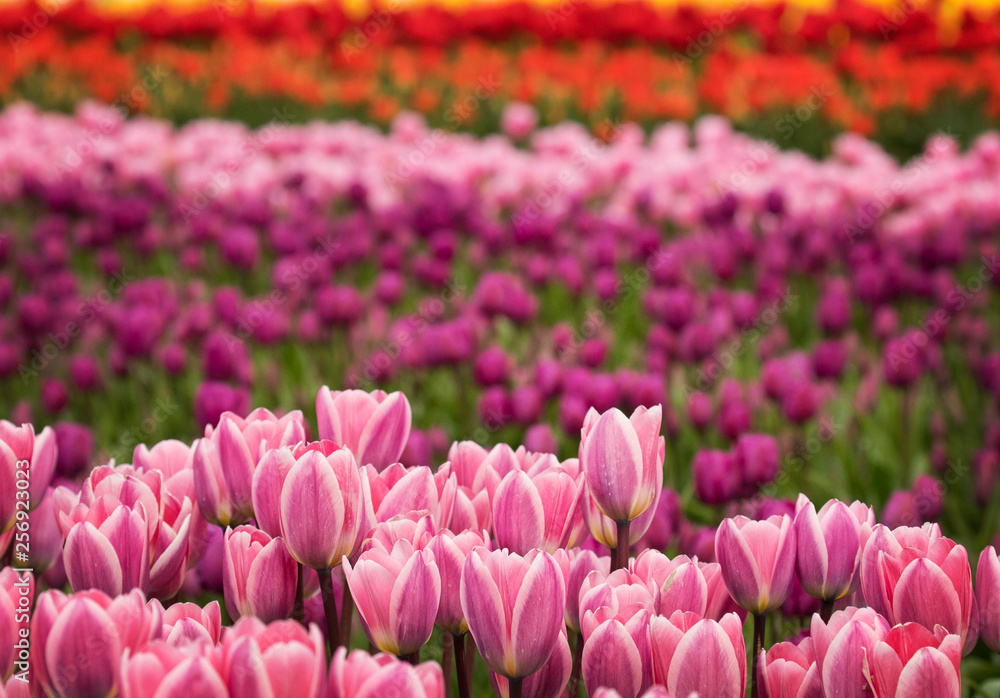 endless rows of tulips, farming, pacific northwest endless rows of tulips, farming, pacific northwest