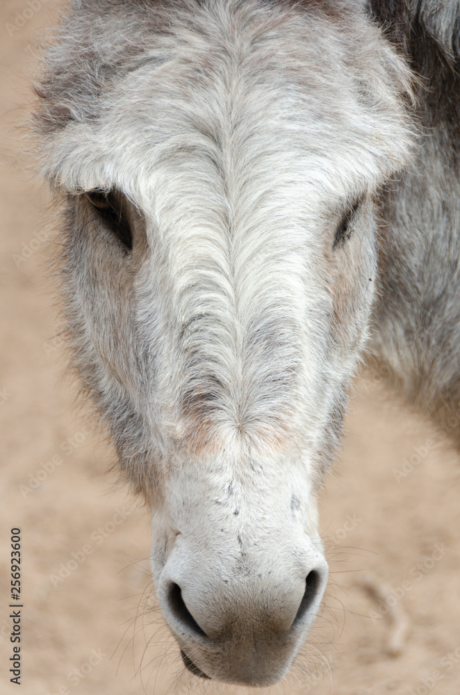 Donkey Stare Closeup
