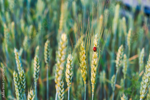 Insect ladybug on a spike. Grain spikelet at sunset.	