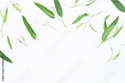 Eucalyptus leaves on white  background.