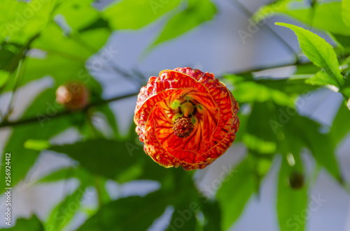 Flowering Maple Red Tiger Closeup photo